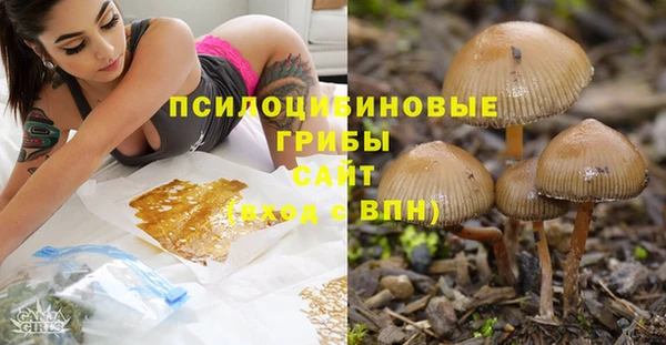 прущие грибы Карпинск